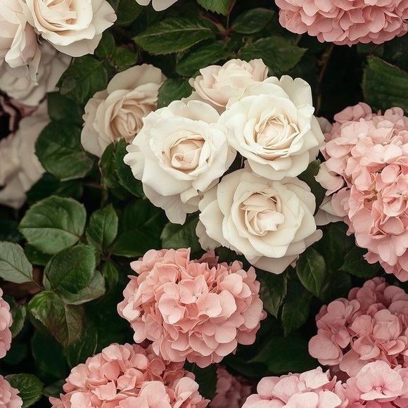 Meet your Posher, Megan - Picture 1 of 1